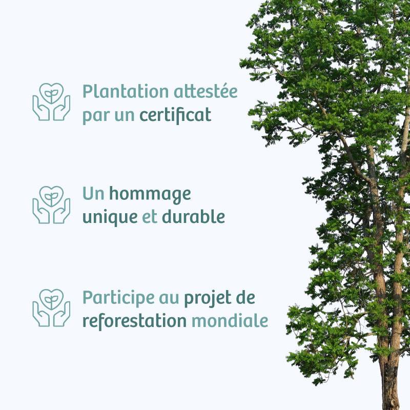 Planter un arbre en hommage à Mme Pierrette OLLIVAUD Née GEFFROY